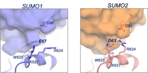 Figure 3D model of SENP5 structures with SUMO