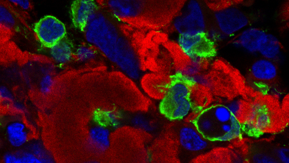 IG_Barcia_project EN