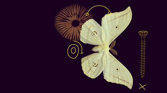   Artistic composition featuring a white butterfly, a suggestion of a flower, and a rusted key against a black background.