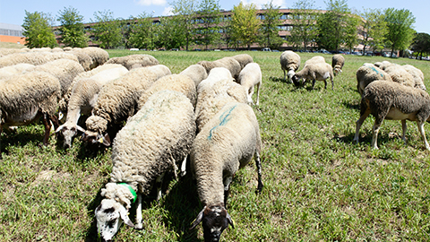 Farm and Experimental Field Service (SGCE)