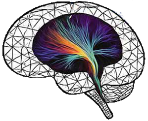 Dibujo de un cerebro con nervios de colores en su interior.