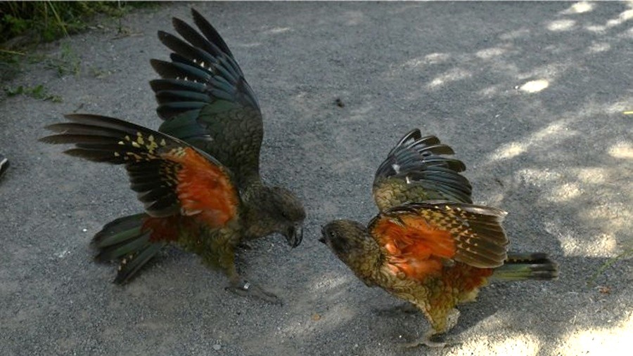 NOT_260421_kea ES