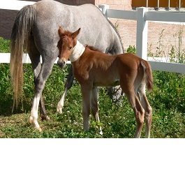 Caballo pequeño con su madre