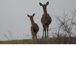 Dos corzos en prado