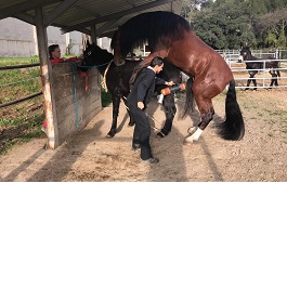 Extracción semen de caballo