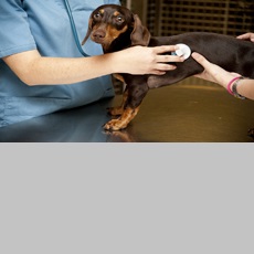 Perro atendido por veterinario