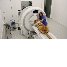 Tratactamet por la imagen de un perro