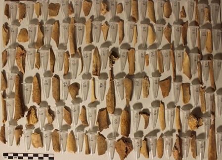 Conjunto de restos de fauna