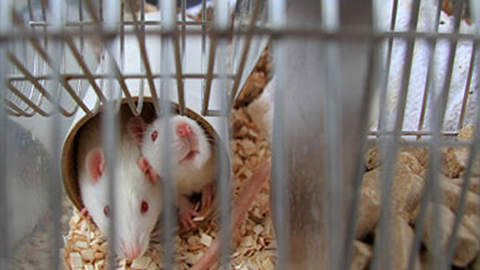 Servicio de Estabulario (SE)