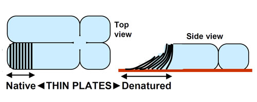 Cromosomes apilats