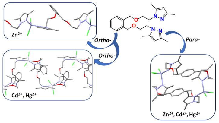 polymeric strains