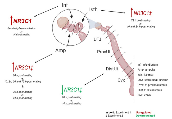 Esquema representativo de los principales cambios en la expresión génica de NR3C1.