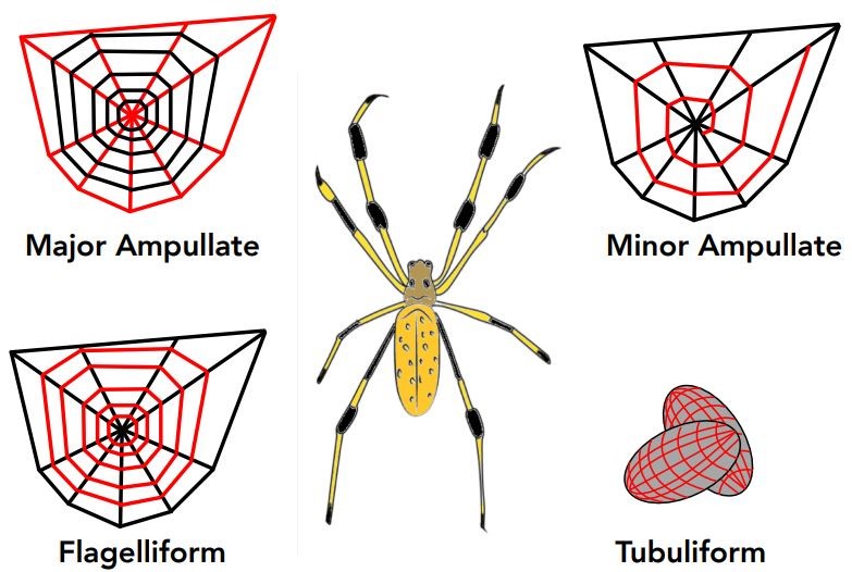 Distribution of different silks in a spiderweb