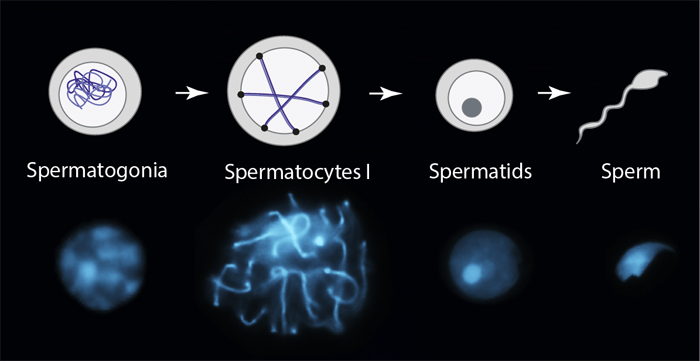 Diferentes tipos celulares de los espermatozoides