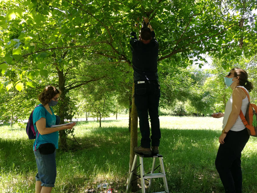 Col·locació de sensors a zona verda