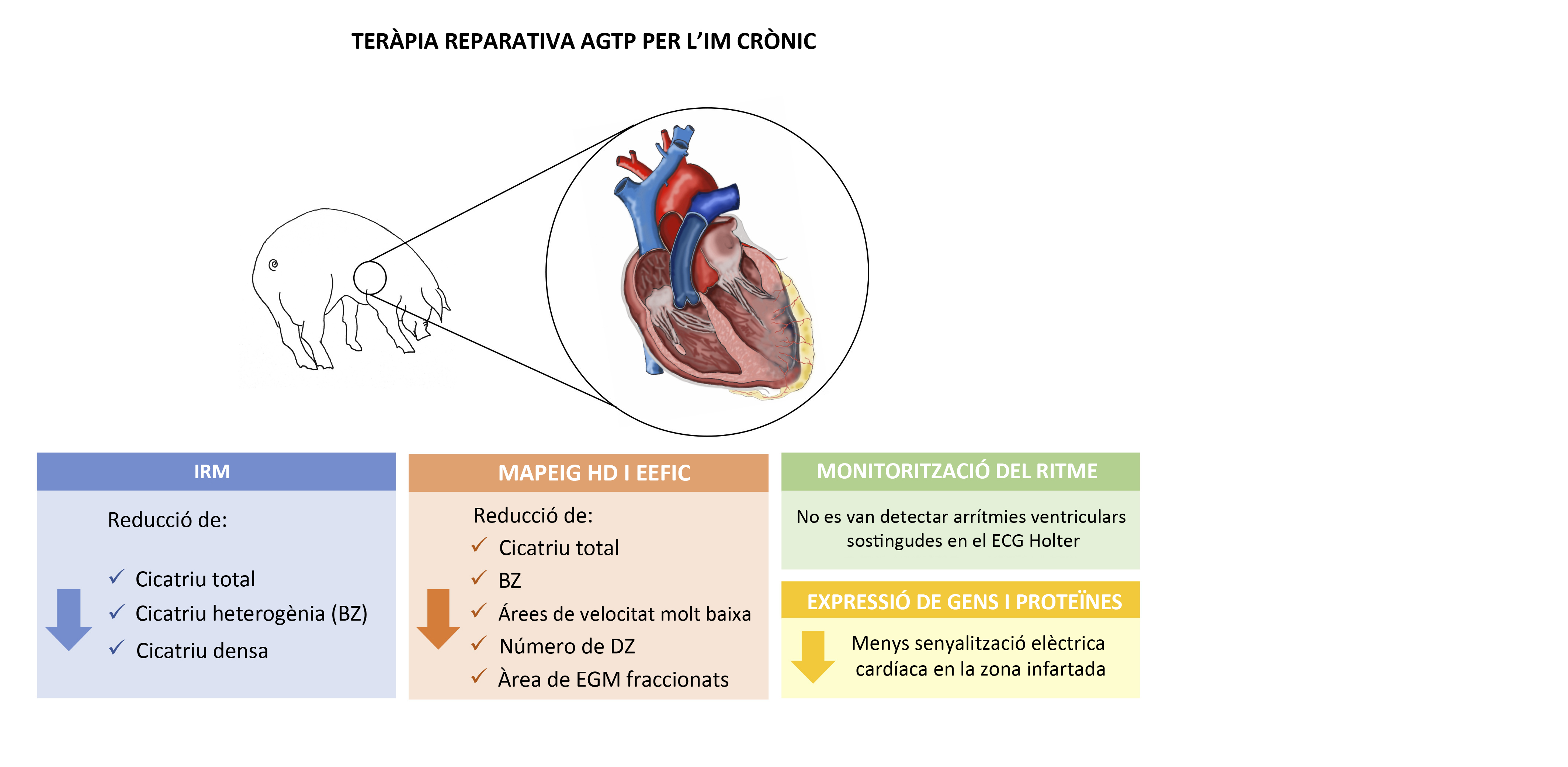 esquema on s'explica quines són les millores del cor després de la terapia AGTP