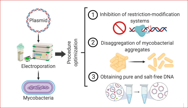 Transformació genètica de micobacteris